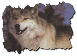 wolflone.gif (29157 bytes)